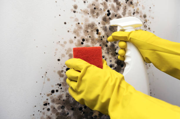 Best Attic Mold Removal  in Selinsgrove, PA