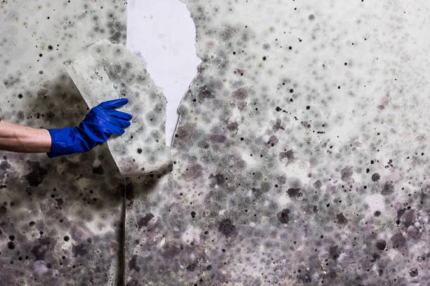 Professional Mold Removal in Selinsgrove, PA